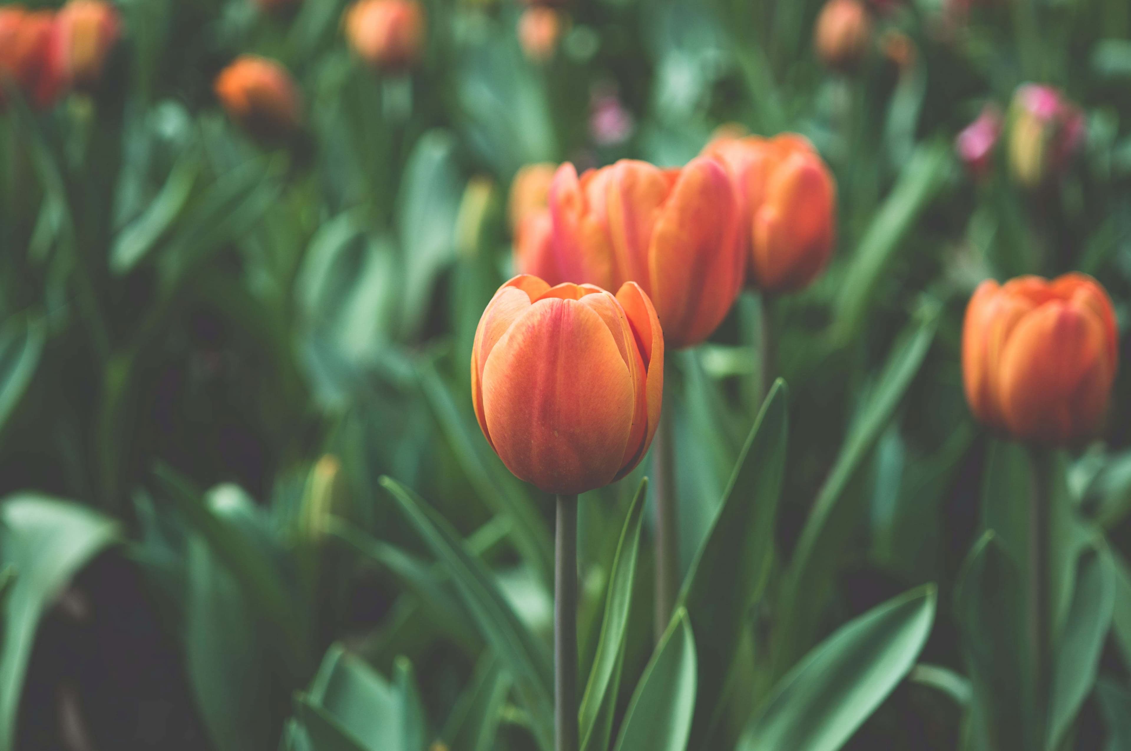 Test image